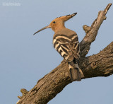 Hop - Hoopoe - Upupa epops