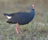 Purperkoet - Purple Swamphen - Porphyrio porphyrio