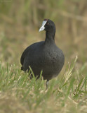 Knobbelmeerkoet - Red-knobbed Coot   -  Fulica cristata