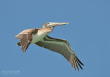 Bruine Pelikaan - Brown Pelican - Pelecanus occidentalis