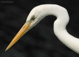 Amerikaanse Witte Reiger - Great White Heron - Ardea herodias