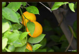 03 Oranges @ Riad.jpg