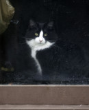 Keira Posing in the Window