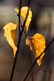 Last Leaf Trio