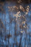 Winter Evening Goldenrod #1