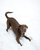 Spicer Playing in the Snow #4