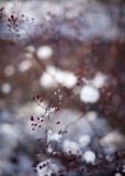 Red Berries on Snowy Branch