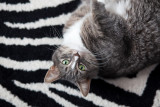 Jenni Mugging on the Zebra Rug #3