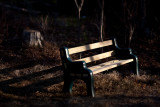 Evening Bench