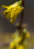 Forsythia 2010 #3