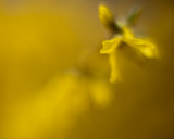 Forsythia Impression #1