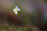 2010 Bluet #11