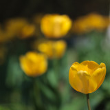 Frank's Tulips 2010 #9