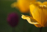Frank's Tulips 2010 #15