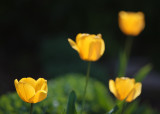 Frank's Tulips 2010 #17