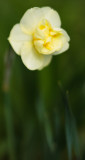 First Daffodil 2010