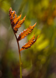 Young Fern