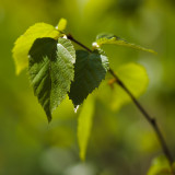 Early Leaves