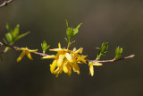 Forsythia Branch Profile