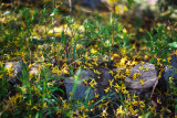 Fallen Forsythia Flowers