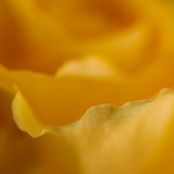 Yellow Rose Petal