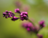 Lilac Buds #2