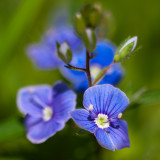 Germander Speedwell Pair #3