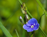 Germander Speedwell #1