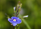 Germander Speedwell #2