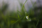 Partially Open Mouse-ear Chickweed Flower