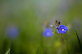 Germander Speedwell #6