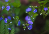 Germander Speedwell Group #1