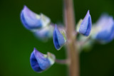 2010 Lupines #2