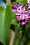 Lilac Blossom