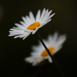 2010 Daisies #1