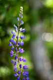 2010 Lupines #11