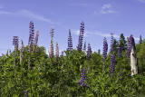 Lupines and Fence Post