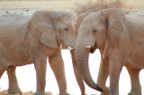 lphants africains / African elephants