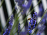 Sequim Lavender