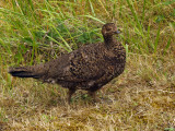 Young Grouse
