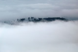 Forest in the Clouds
