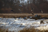 Gulls Along The South Shore