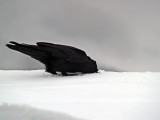 Raven Imitates Ostrich?