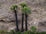 Palms at Rogers Springs