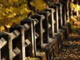 Bridge in The Woods