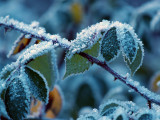 Frost on The Brambles