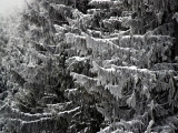 Snow in Cedars