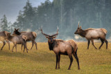 Sequim Elk