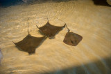 Rays