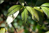 Leaves